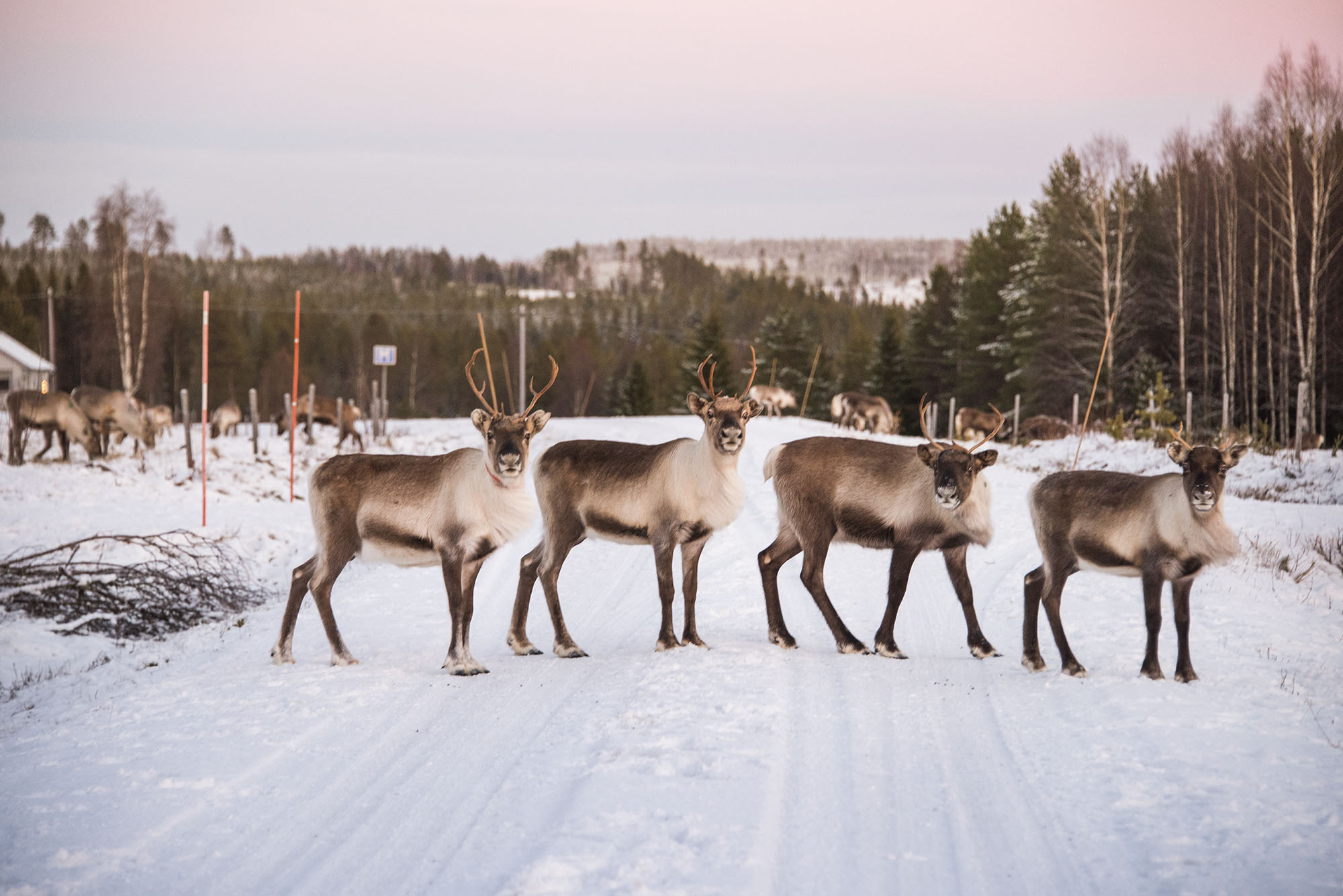 Reindeer