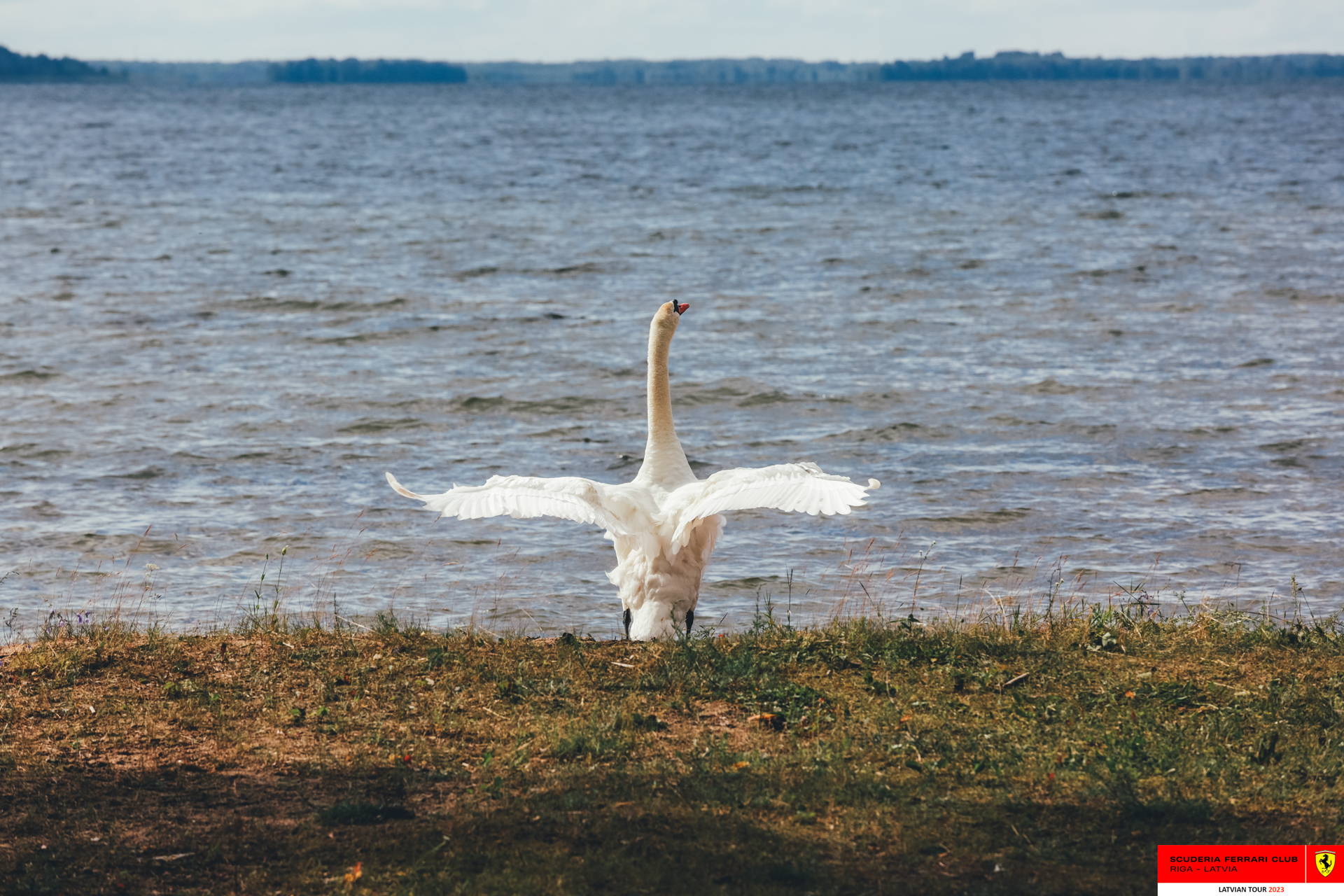 A swan at Razna lake.