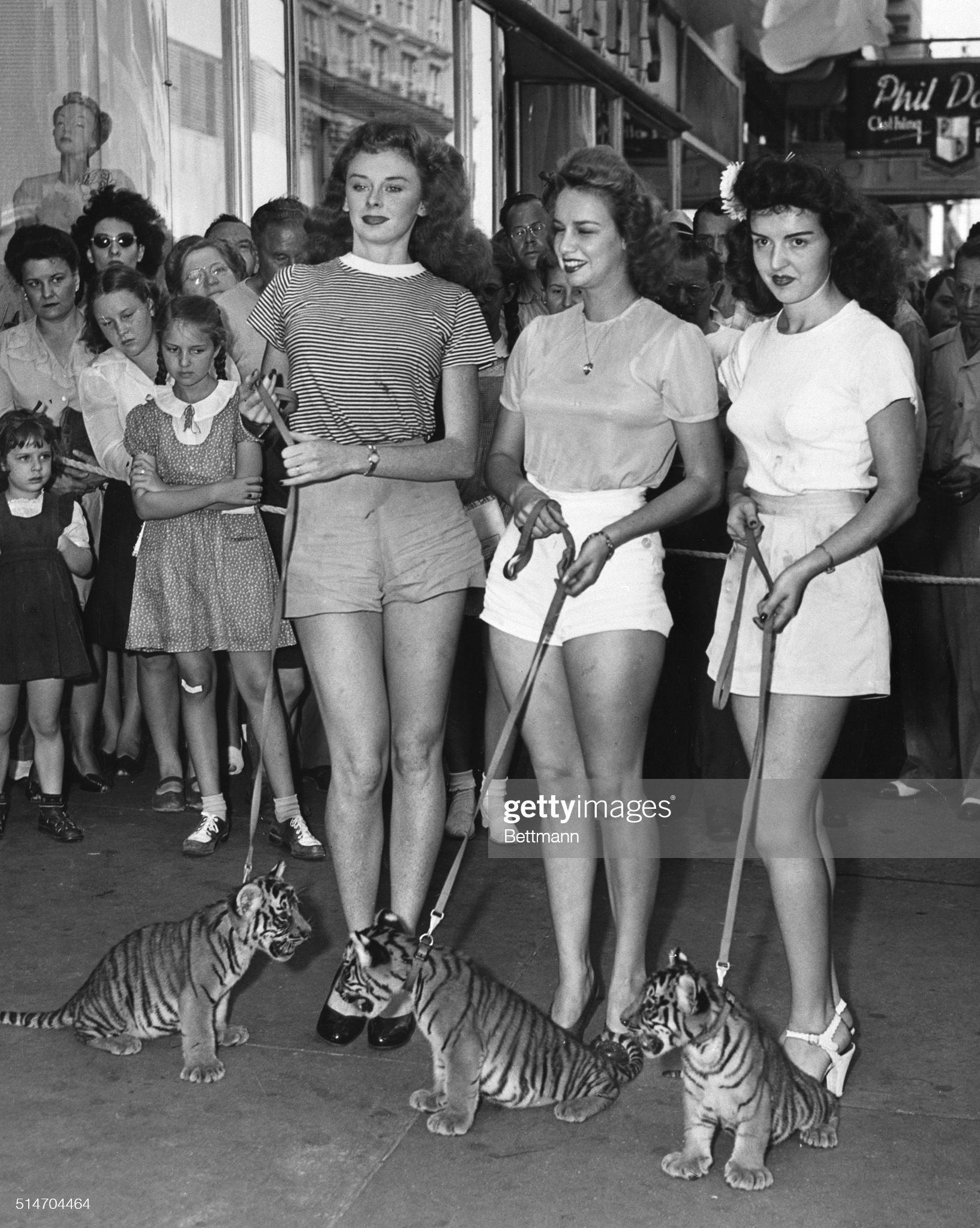 When three pretty girls led three baby tigers down Flagler Street in Miami, they caused something of a traffic-stopping jam. The three Gibson Girls of Miami are, left to right: Jan Thomason, Wilma Morton and Beth Patton. The snarling cubs, who seem ready to dispute any minor issue, are from the North Miami Zoo. March 17, 1946. 