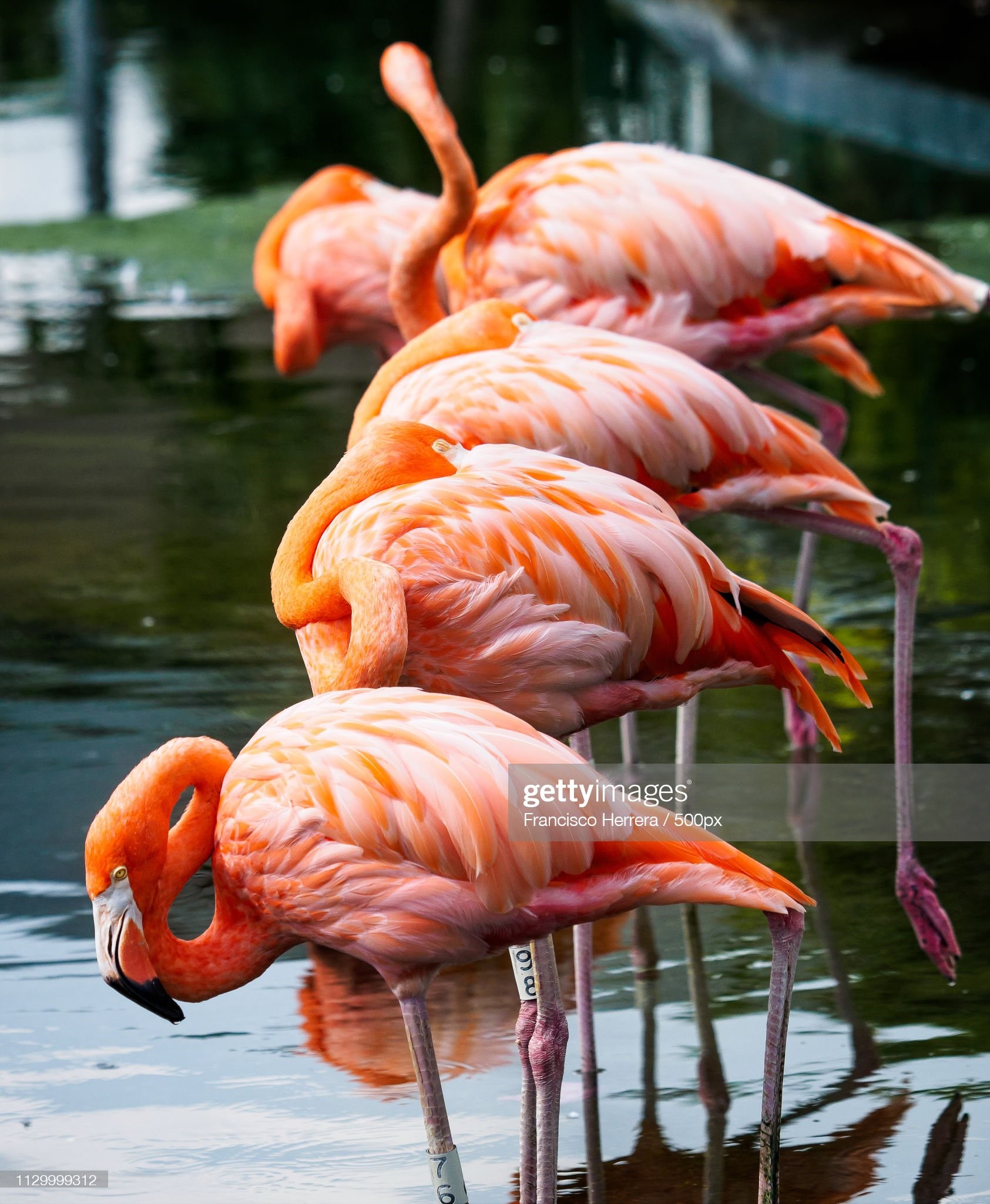 American Flamingo - Phoenicopterus Ruber. 