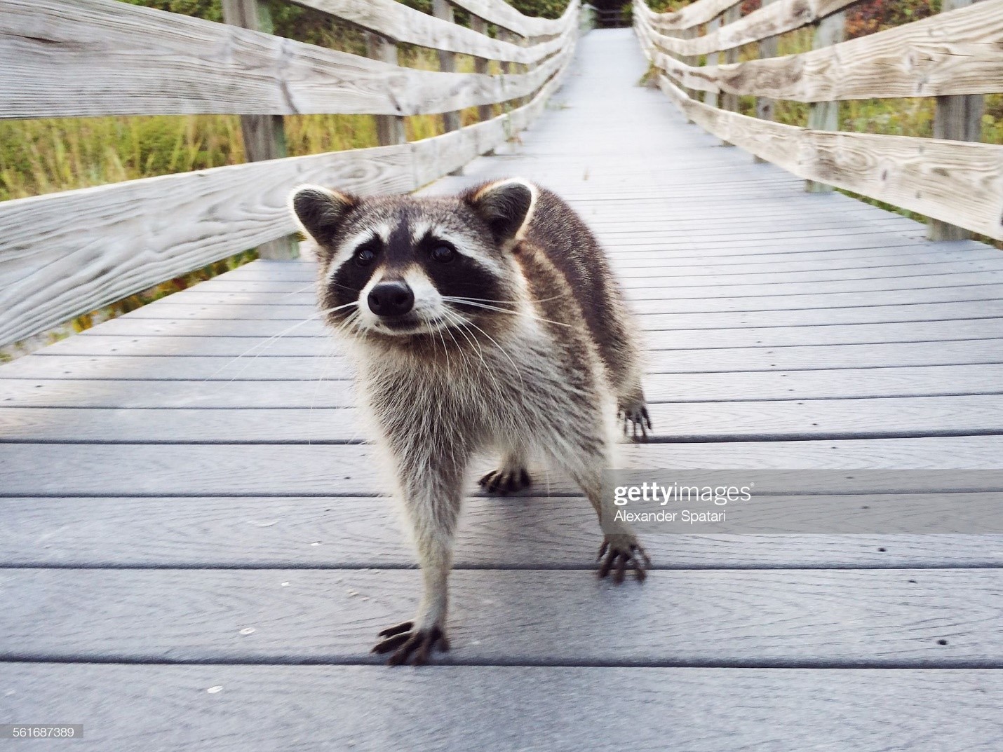 Curious wild raccoon in Key Biscayne Park, Miami, Florida, USA. 