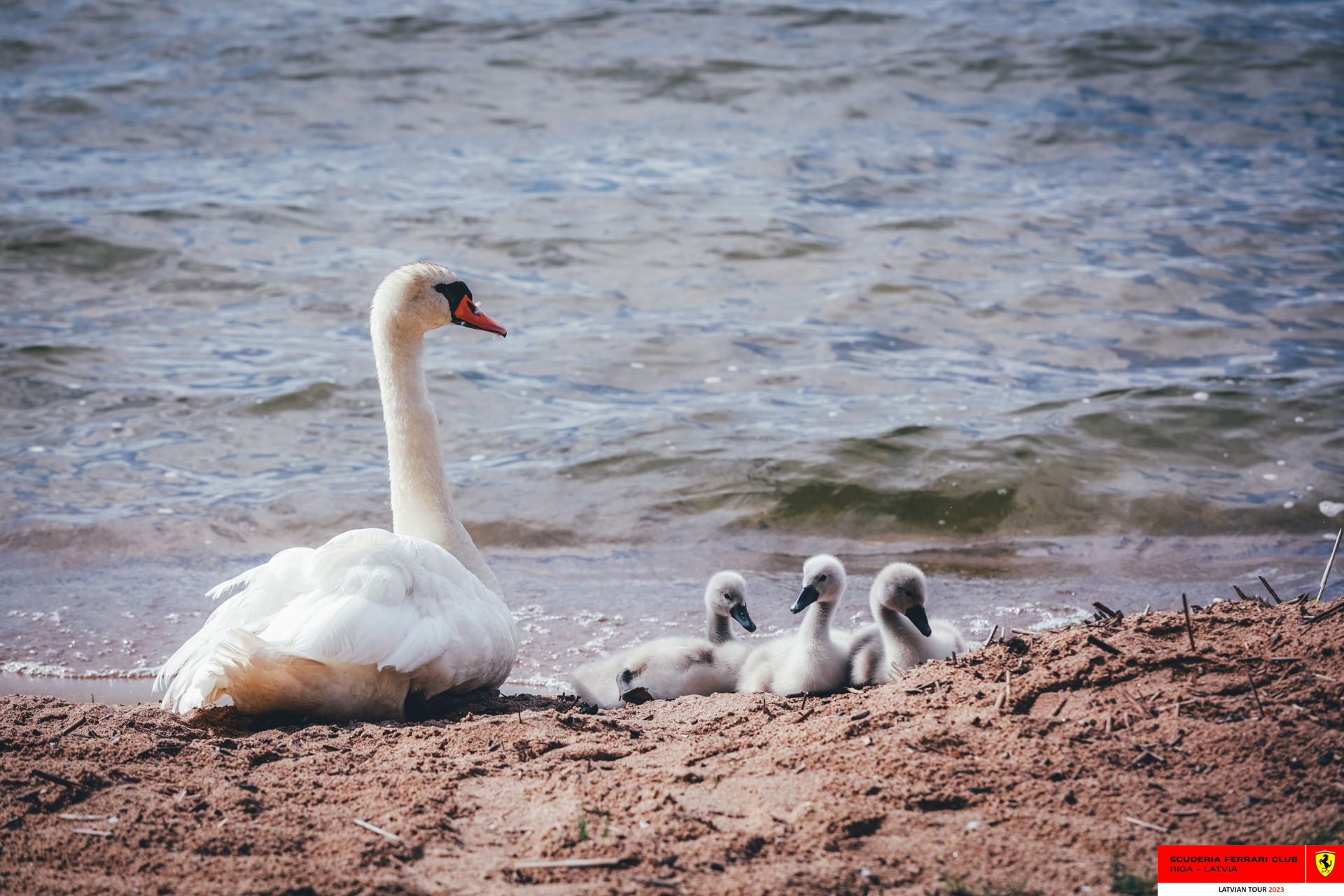 A swan family at Razna lake.