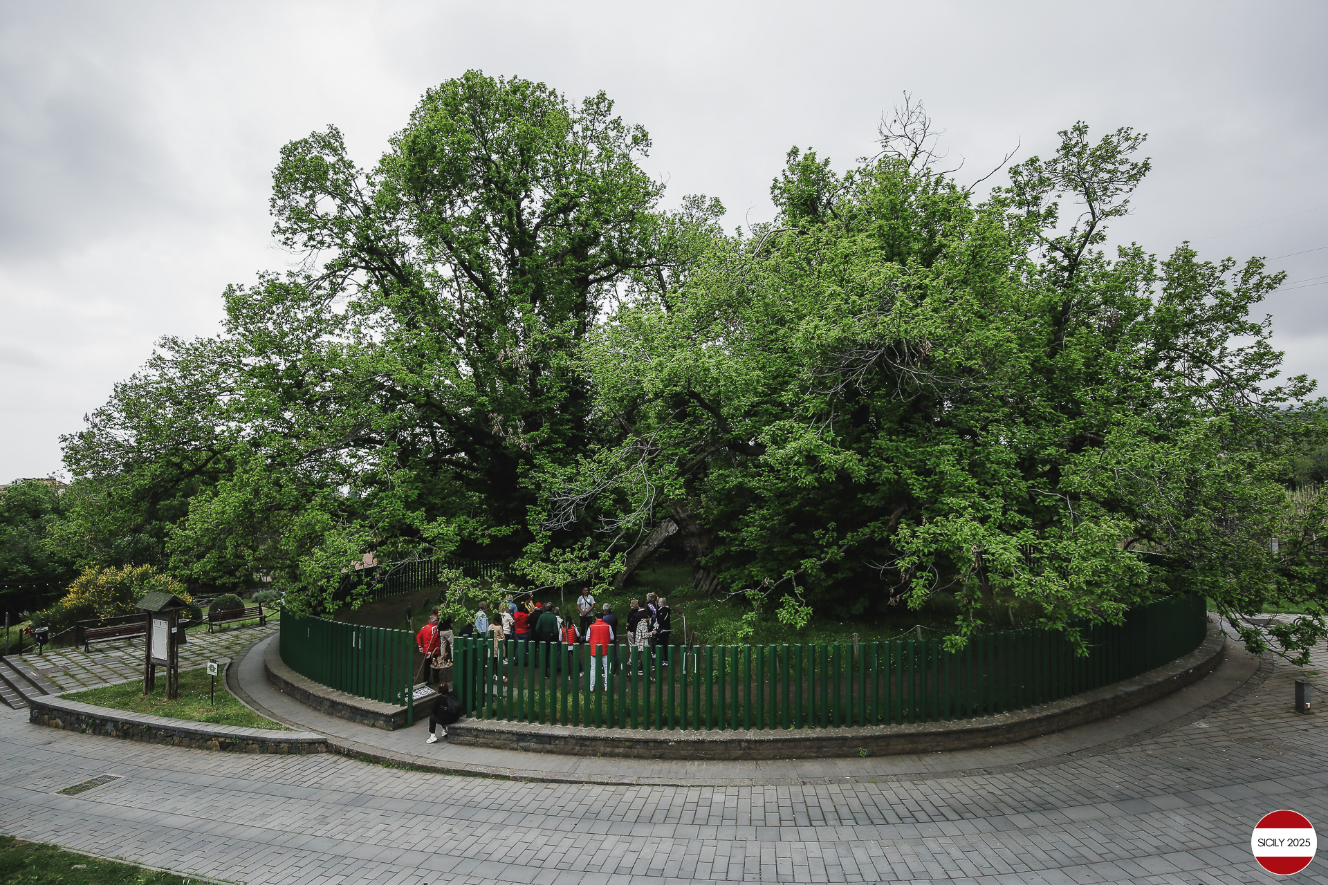 Visit to the ‘Chestnut tree of one hundred horses’. 