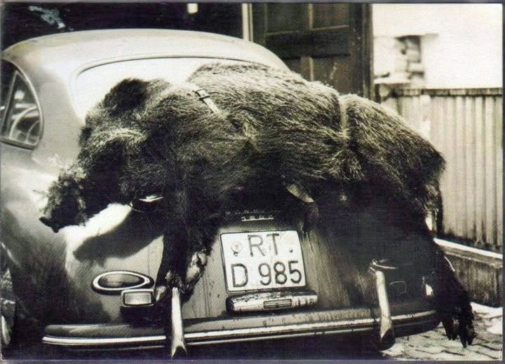 A Porsche 356 with a special load.