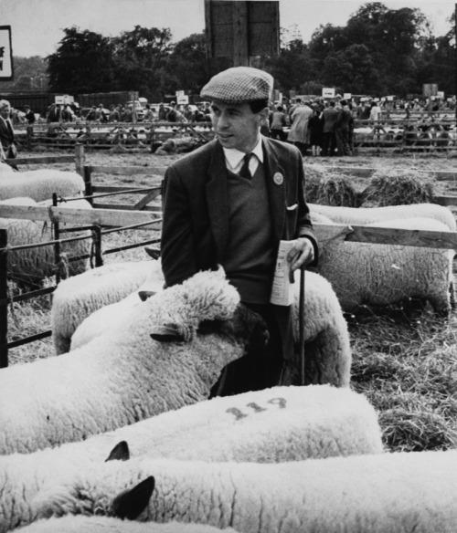 Jim Clark with his sheeps.